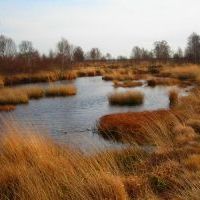 Moorlandschaft Großes Meer